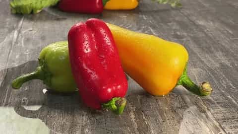 فلفل دلمه‌ای رنگی ارگانیک مناسب فروشگاه‌ها و سوپرمارکت